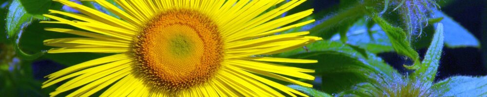 Manifestation und Überfluss